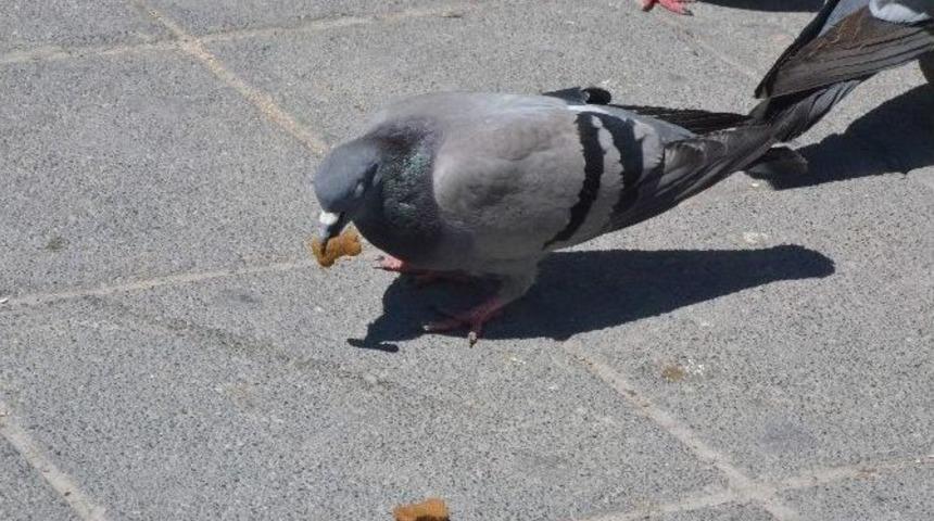 G&uuml;vercinler K&ouml;pek Mamasını &Ccedil;ok Sevdi