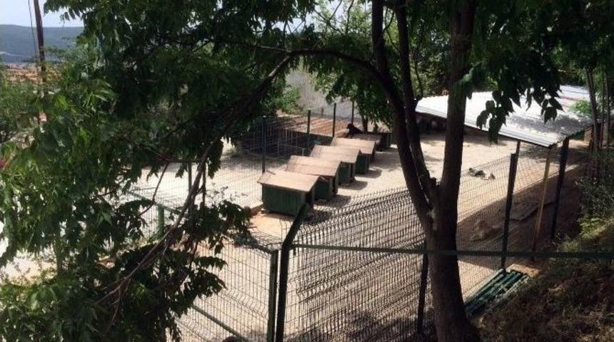 Ge&ccedil;ici Hayvan Bakımevi Yenilendi