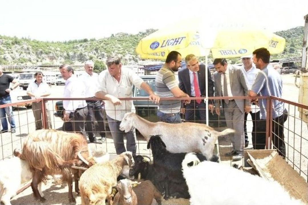 Mhp Adayı Akıllı, Kepez Hayvan Pazarında Besicilerin Sorunlarını Dinledi