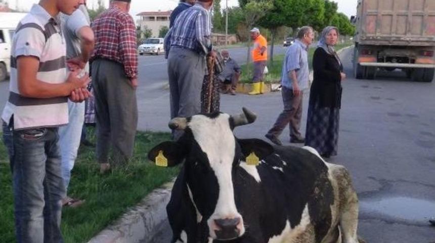 B&uuml;y&uuml;kbaş Hayvanına Otomobil &Ccedil;arptı, Bayıldı