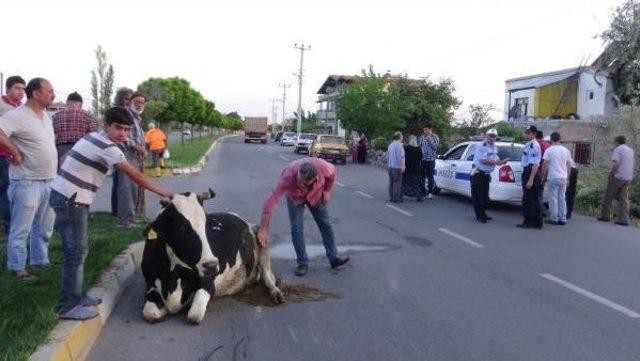 Büyükbaş Hayvanına Otomobil Çarptı, Bayıldı