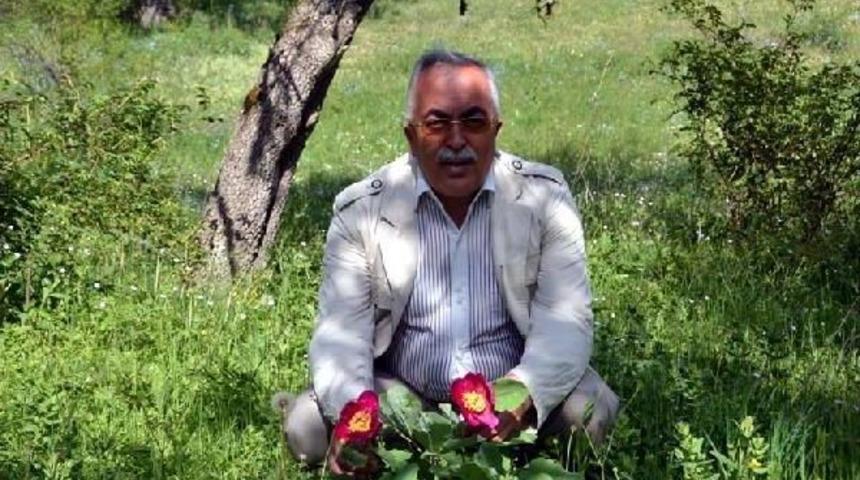 Yaylada Şakayık &Ccedil;i&ccedil;eği Bulan Tokat Valisi Fotoğraf &Ccedil;ektirdi