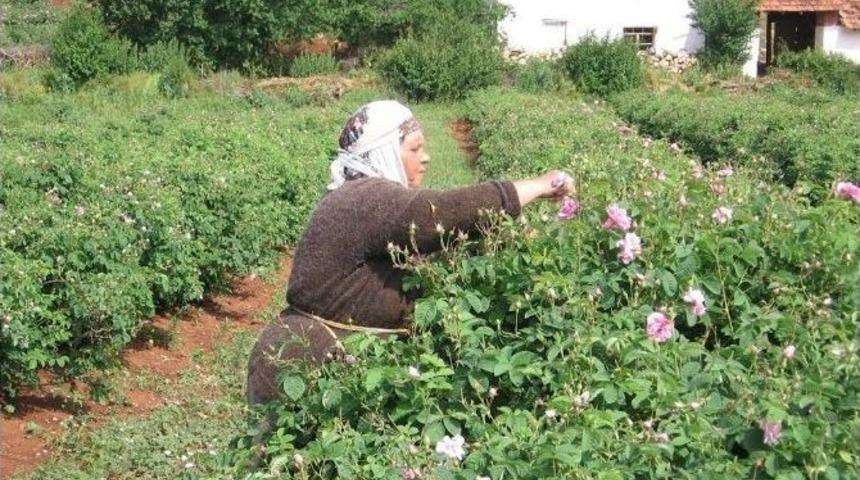 G&uuml;l &Uuml;reticisi Kilo Başına Destek İstiyor