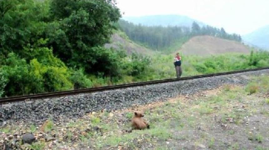 Kayalıklardan D&uuml;şerek Yaralanan Yavru Ayı Tedaviye Alındı