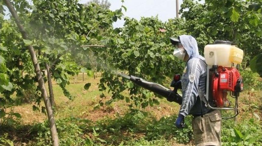 Fındık Dalda K&uuml;fleniyor