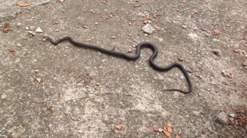Evine Girmeye &Ccedil;alışan 2 Bu&ccedil;uk Metrelik Yılanı &Ouml;ld&uuml;rd&uuml;