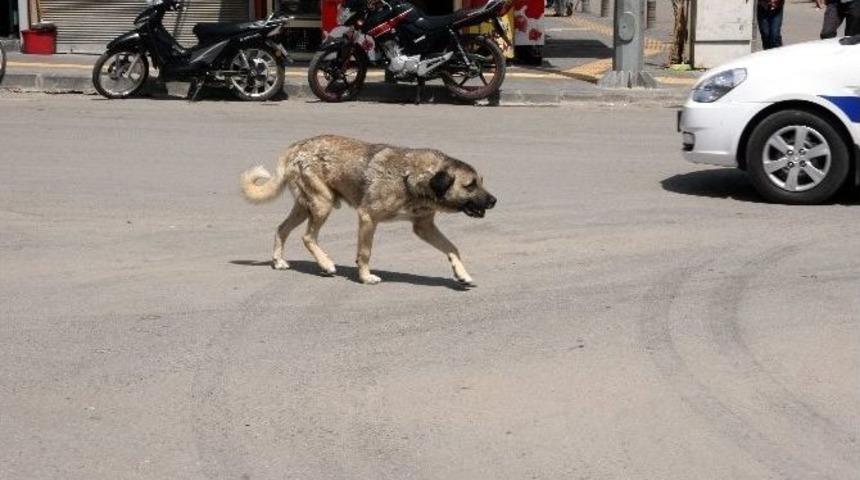 Sokak K&ouml;pekleri, Kilislilerin Korkulu R&uuml;yası Oldu