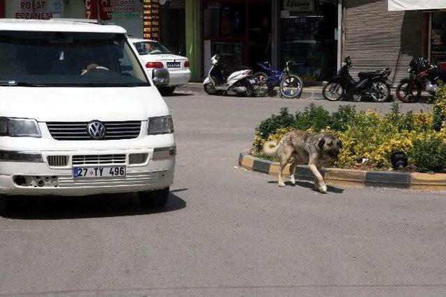 Sokak Köpekleri, Kilislilerin Korkulu Rüyası Oldu