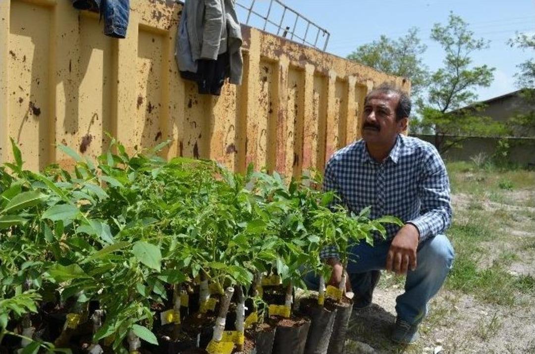 Adilcevaz&rsquo;da 4 Bin Adet Aşılı Ceviz Fidanı Dağıtıldı