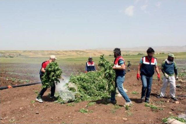 Diyarbakır'da 24 Bin Kök Kenevir Ele Geçirildi