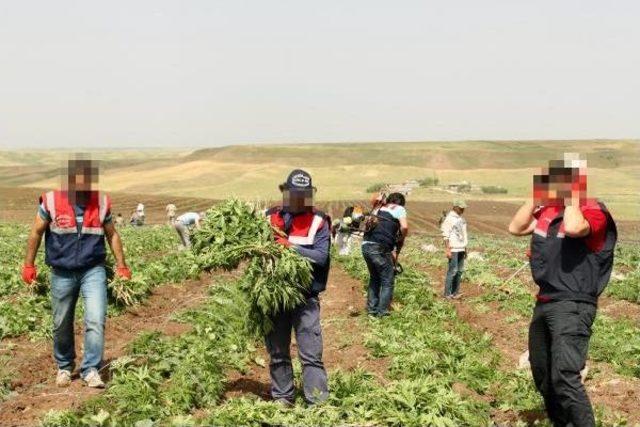 Diyarbakır'da 24 Bin Kök Kenevir Ele Geçirildi