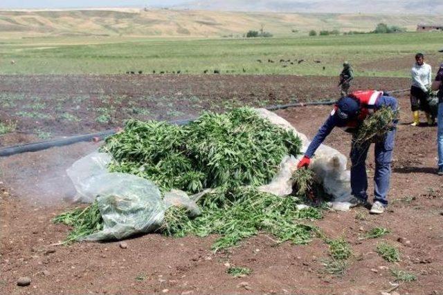 Diyarbakır'da 24 Bin Kök Kenevir Ele Geçirildi