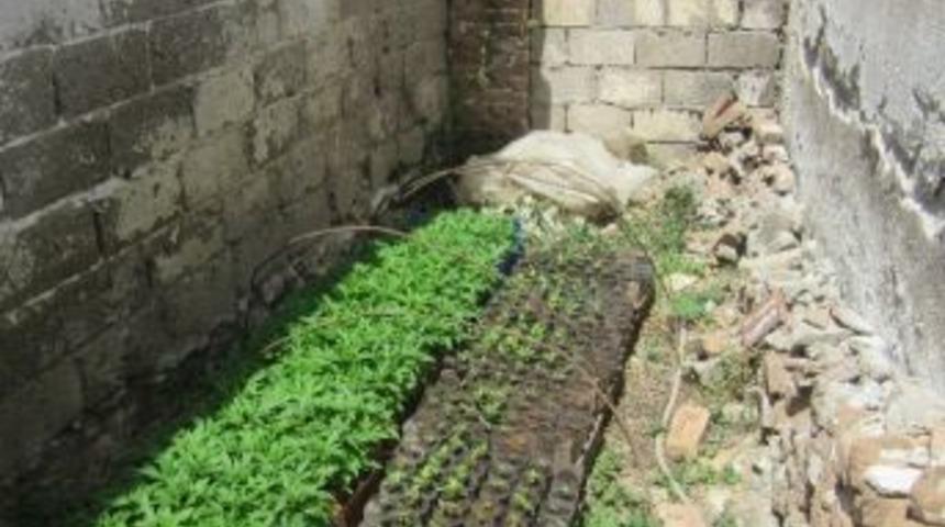 Poşet İ&ccedil;inde Kenevir Yetiştirmiş