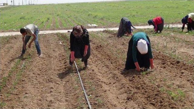 Aksaray’da Sebze Ve Meyve Üretimi Artıyor