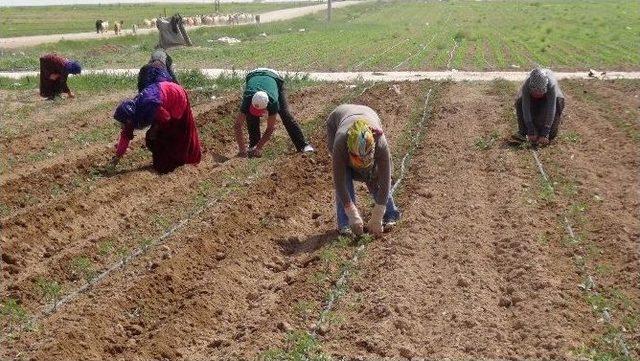 Aksaray’da Sebze Ve Meyve Üretimi Artıyor