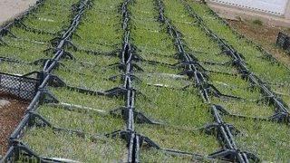 Isparta Lavanta Kokacak