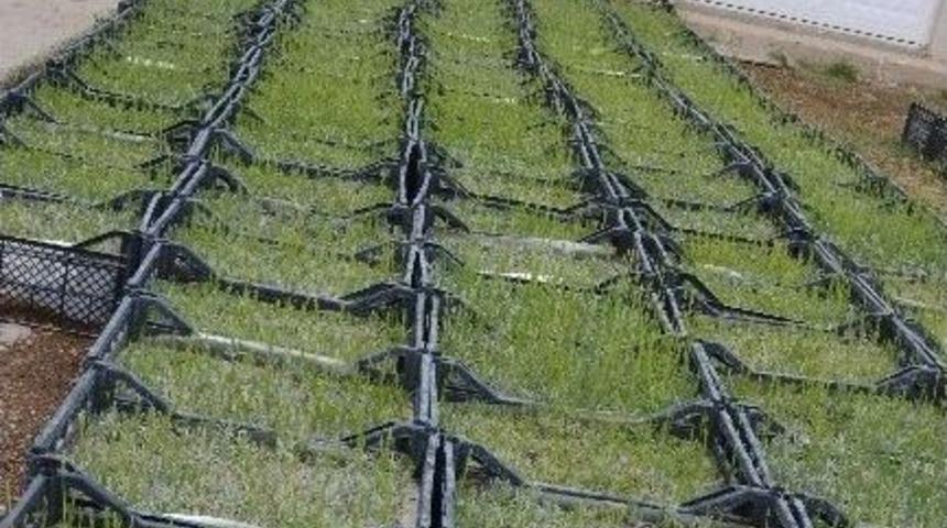 Isparta Lavanta Kokacak