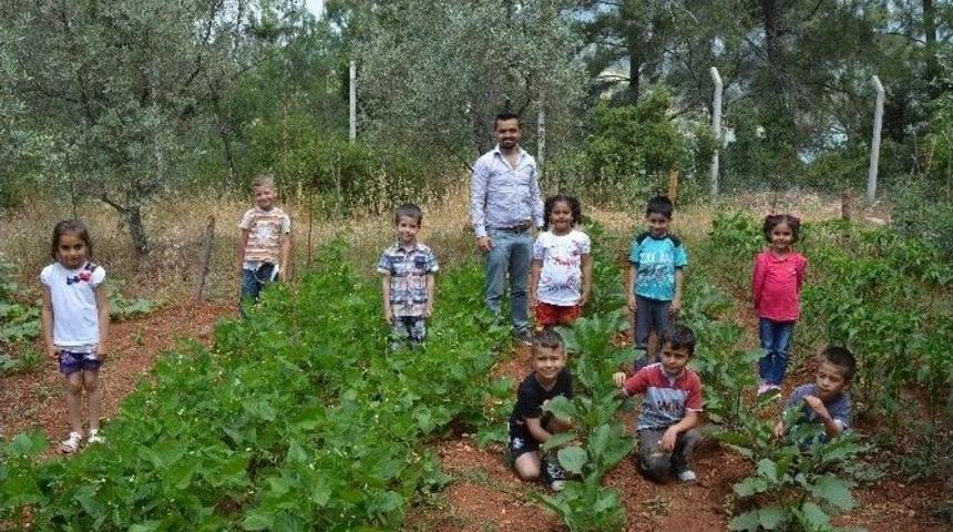 Minikler, Okul Bah&ccedil;esinde Meyve Ve Sebze Yetiştirdi
