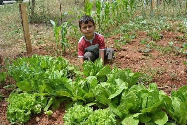 Minikler, Okul Bahçesinde Meyve Ve Sebze Yetiştirdi