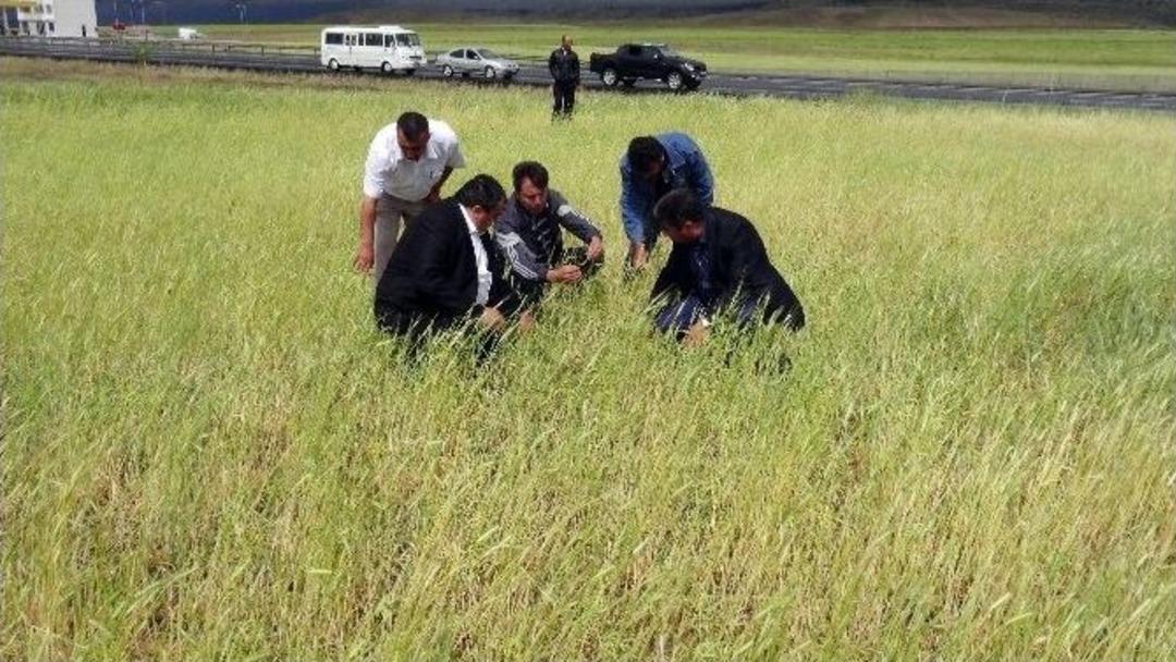 Aksaray&rsquo;da Tarlaları Dolu Vurdu