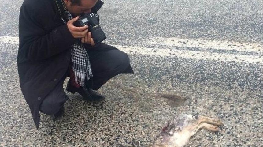Hız Yapan S&uuml;r&uuml;c&uuml;ler Yaban Hayvanlara Zarar Veriyor