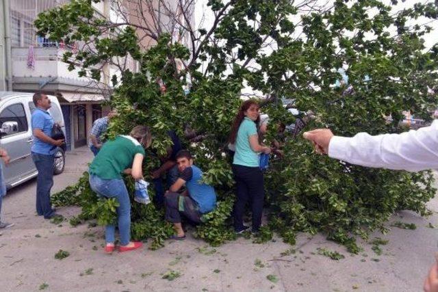 Devrilen Ağaçtan Kayısı Toplama Yarışı