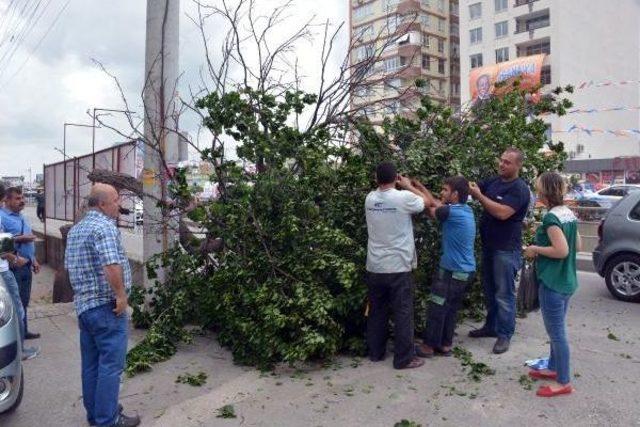 Devrilen Ağaçtan Kayısı Toplama Yarışı