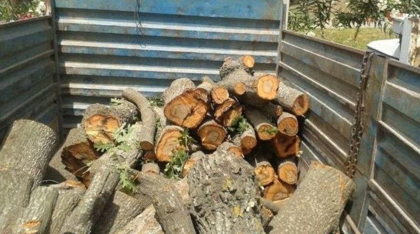 Ka&ccedil;ak Ağa&ccedil; Kesimine Jandarmadan Su&ccedil;&uuml;st&uuml;