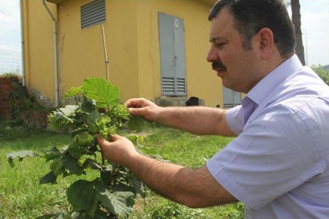 Giresun Fındık Araştırma İstasyonu&rsquo;ndan Yeni Cins Fındık &Uuml;retimi