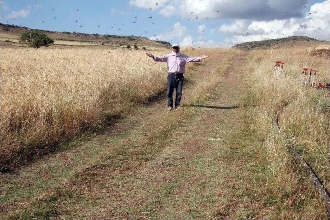 &Ccedil;ekirge İstilasına İla&ccedil;lama Da Fayda Etmiyor