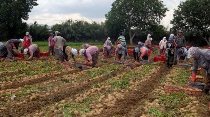 Patateste Pazarla Tarla Fiyatlarında Y&uuml;zde 300 Fark