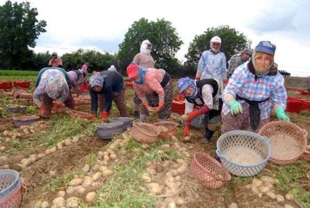 Patateste Pazarla Tarla Fiyatlarında Yüzde 300 Fark