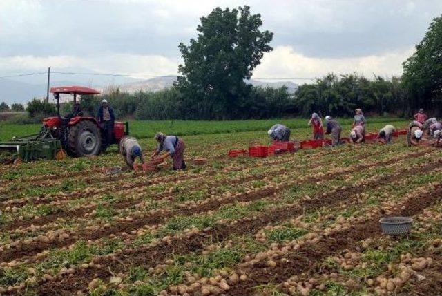 Patateste Pazarla Tarla Fiyatlarında Yüzde 300 Fark