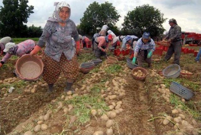 Patateste Pazarla Tarla Fiyatlarında Yüzde 300 Fark