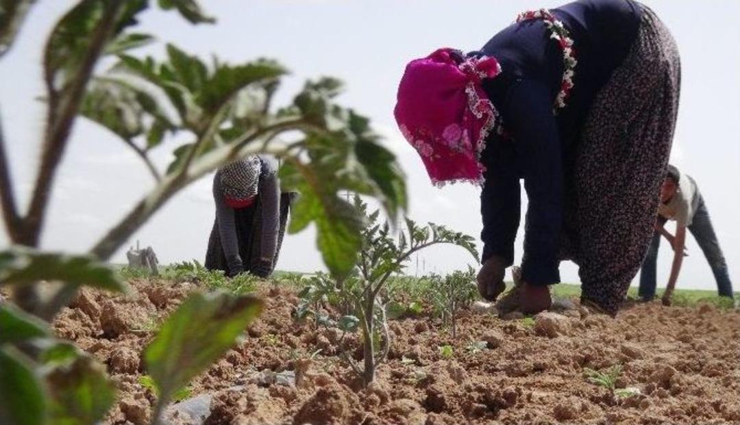 (&ouml;zel Haber) Savaştan Ka&ccedil;an Suriyeliler Tarlada