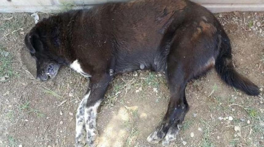 K&ouml;pekleri Tavuk Etiyle Zehirlediler