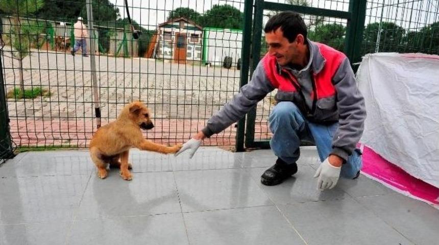 Yıldırım Belediyesi Bin 255 Hayvanı Tedavi Etti