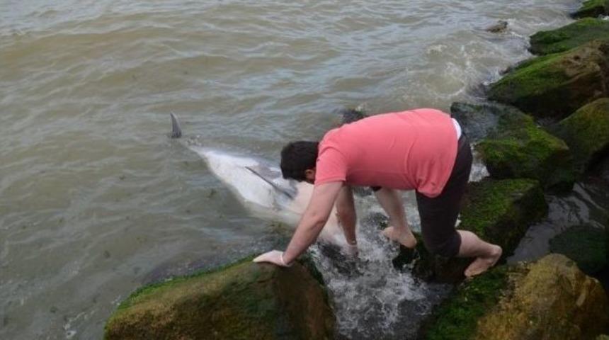 Fatsa&rsquo;da &Ouml;l&uuml; Yunus Karaya Vurdu