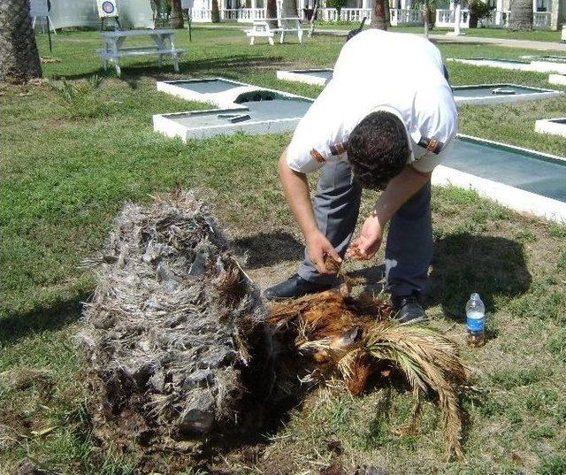 Aydın’da Palmiyeler Kuruyor