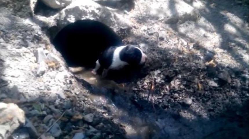 (&ouml;zel Haber) Bir K&ouml;peğin &Ccedil;ığlığı