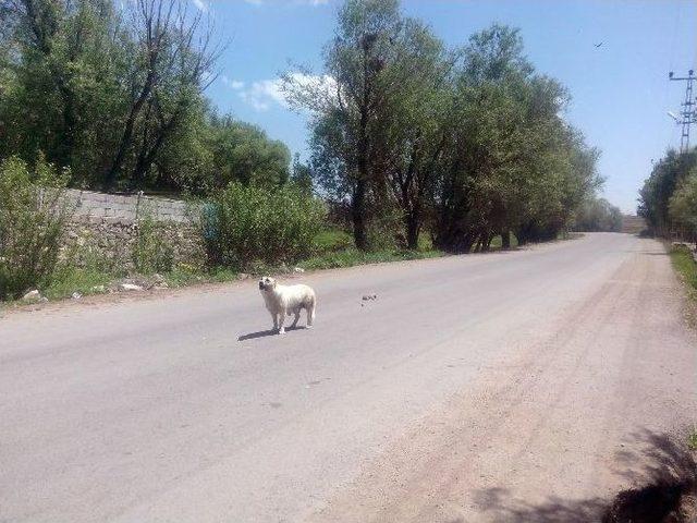 (özel Haber) Bir Köpeğin Çığlığı