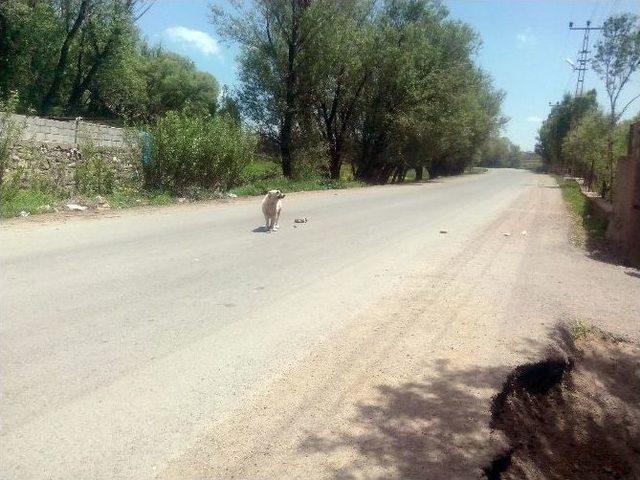 (özel Haber) Bir Köpeğin Çığlığı