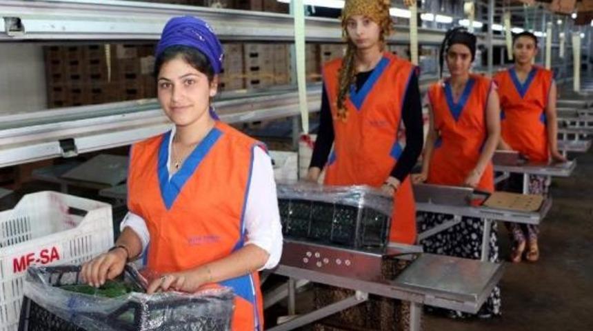 Rusya'ya Sebze Ve Meyve Ihracatı Arttı