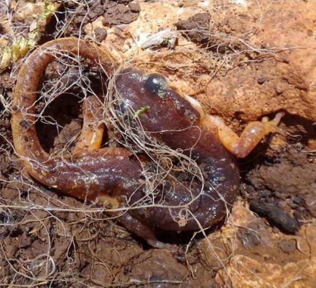 Taş Ocakları Antalya Semenderi ni Yok Ediyor 1