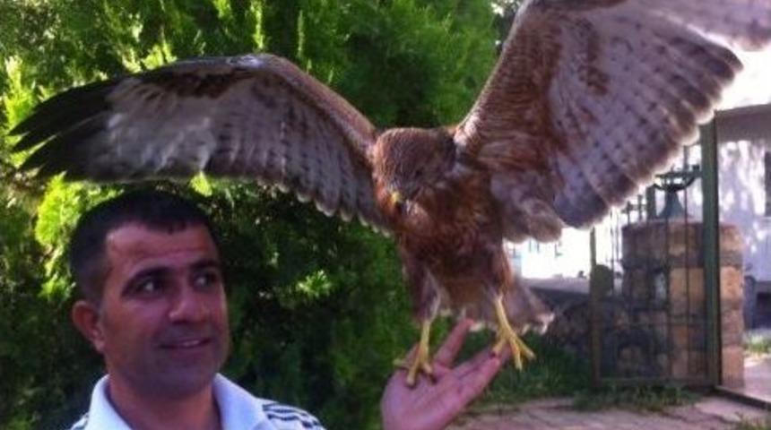 Yaralı Kartalı Evcilleştirdiler