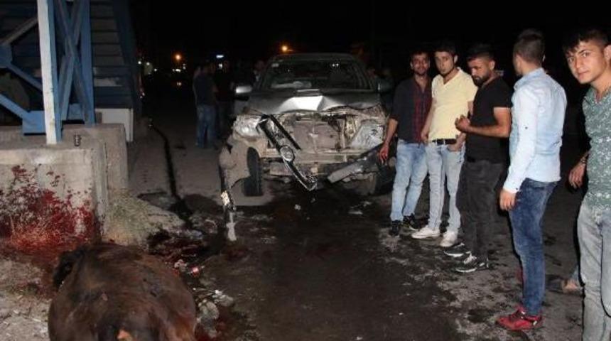 Kamyonet &Ccedil;arpan Ineği Kestiler