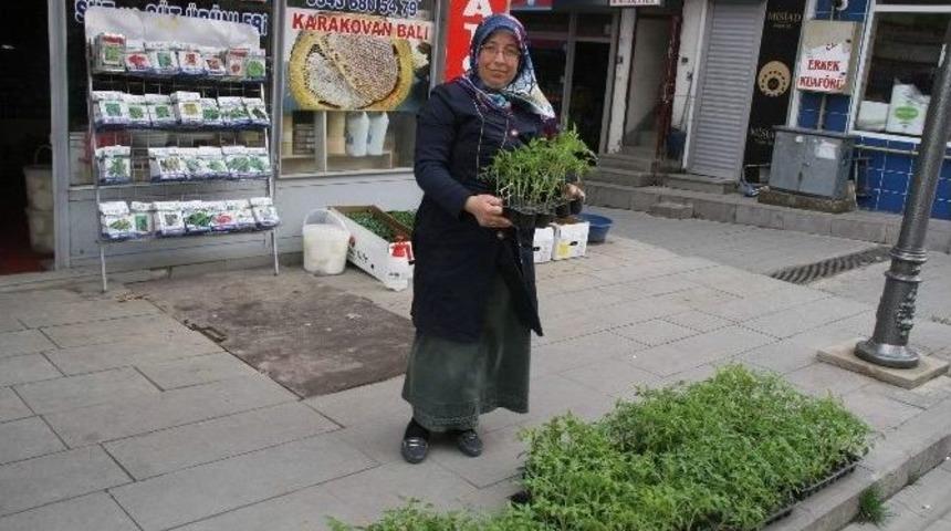 &Ccedil;ift&ccedil;iler Sebze Fidelerini Pazardan Karşılıyor