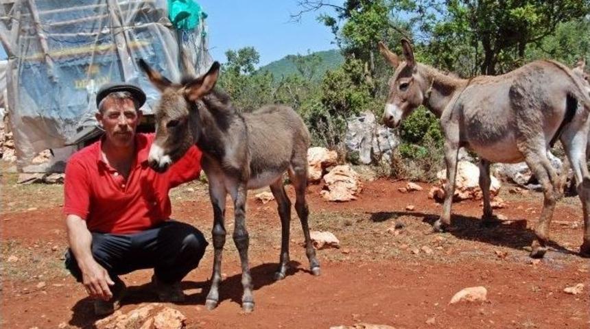 (&ouml;zel Haber) Litresi 200 Tl Olan Eşek S&uuml;t&uuml;n&uuml;, Hastalara Bedava Veriyor