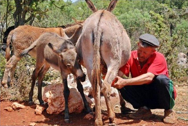 (özel Haber) Litresi 200 Tl Olan Eşek Sütünü, Hastalara Bedava Veriyor