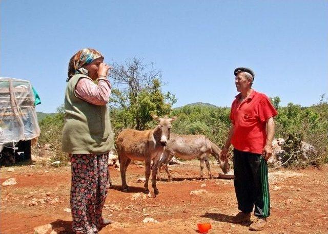 (özel Haber) Litresi 200 Tl Olan Eşek Sütünü, Hastalara Bedava Veriyor